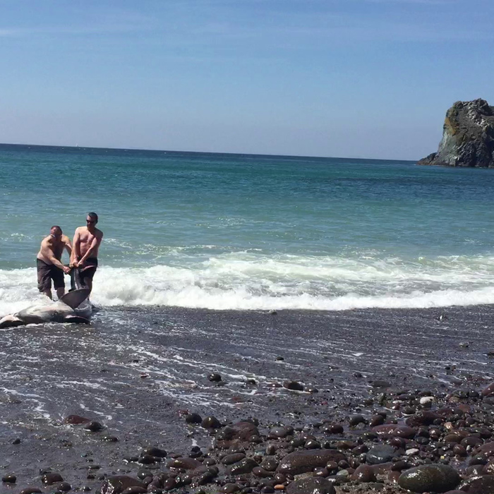 This is the moment a stunned holidaymaker thought he was rescuing a dolphin - but it turned out to be a SHARK. See SWNS story SWSHARK; Nicolas Andre rescued a stranded 12-foot basking shark which got stuck in shallow waters after getting confused. With the help of another man, he wrapped his t-shirt around the shark's tail and pulled it to the safety of the deeper water. Mr Andre, 49, from Durham, said:  "I've never seen a shark that close - let alone touched one in my whole life.